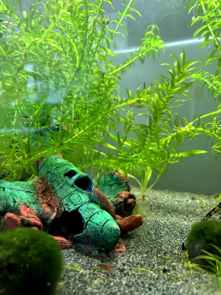 Het vliegtuig in het aquarium